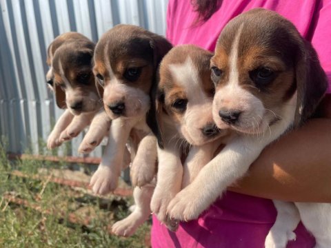 Safkan beagle bebeklerimiz teslime hazır