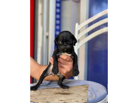 Pug mops siyah yavrular