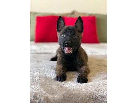 Belçika kurdu köpeği
