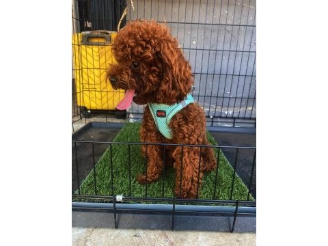 Poodle oğluma eş arıyorum