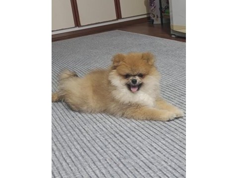 4 aylık pomeranian boo erkek