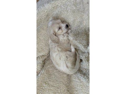 Maltipoo yavru köpekler