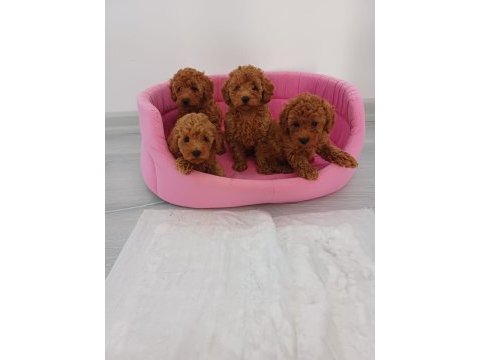 Wc eğitimli çok özel red brown toy poodle yavrular