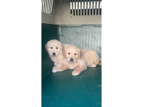 Golden retriever yavruları