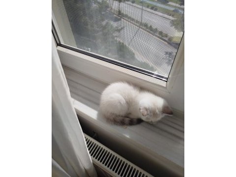 British shorthair dişi yavru