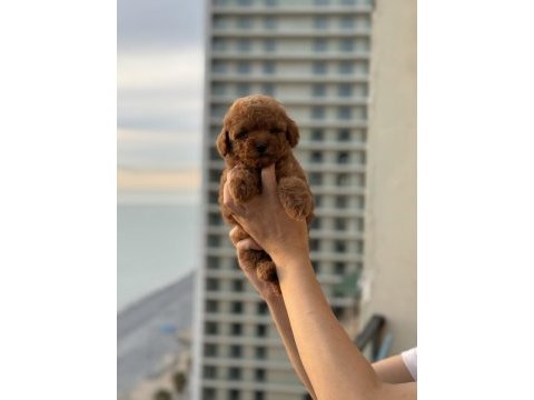 Micro teacup korea poodle köpeğimiz