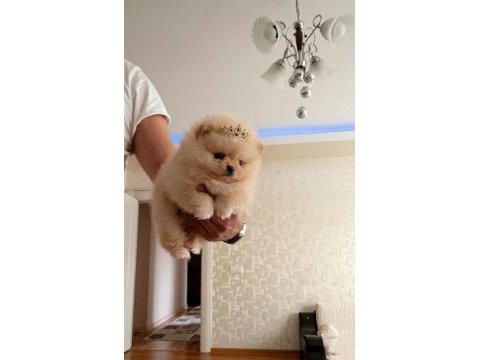 Teacup prenses mini boy pomeranian