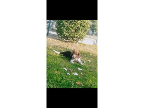 15 aylık güzeller güzeli beagle kraliçem saf kan