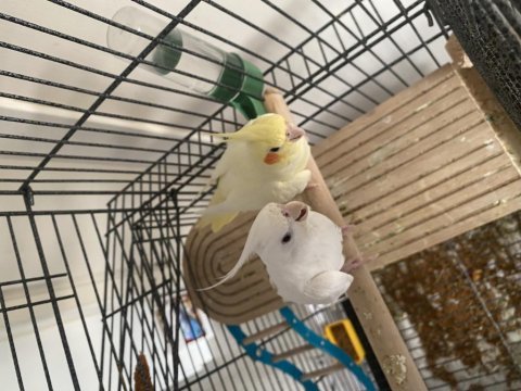 Çift sultan papağanı albino lutino