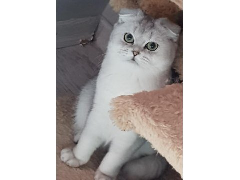 Şampiyon anne ve babadan scottish fold yavrular