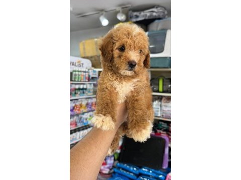 Maltipoo yavrumuz ilk aşıları yapıldı sağlıklı