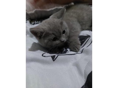 Erkek british shorthair yavrularımız sıcak yuvalarını arıyor