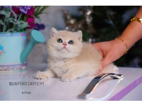 Lilac golden british shorthair bebek gitmeye hazır
