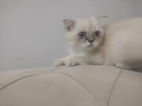 British shorthair 6 aylık