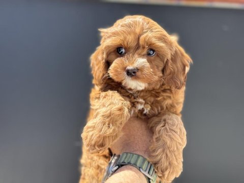 Profesyonel ruhsatlı çiftlikden maltipoo yavrular