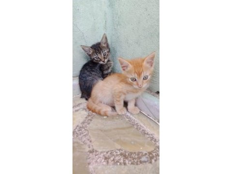 2 aylık kardeşlere yuva tekirlere