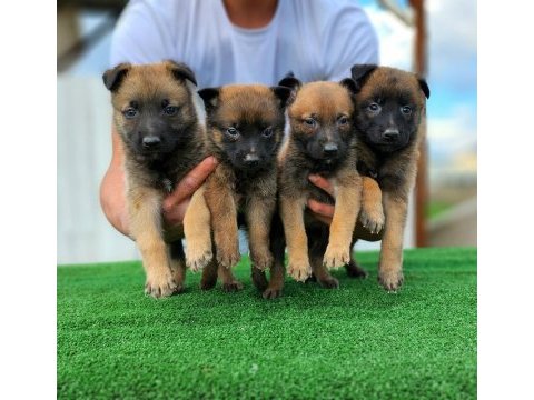 A+ kalite belçika malinois (belçika kurdu) yavrular