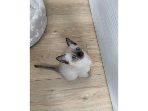 Siyam mavi göz orjinal canlı gelip bakabilirsiniz