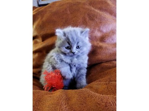 Muhteşem güzellikte british shorthair yavrularımız