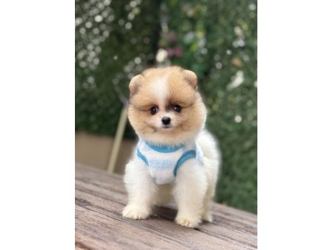 Orjinal pomeranian