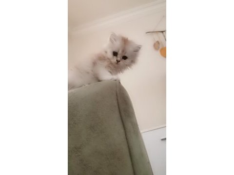 Zümrüt gözlü british longhair dişi