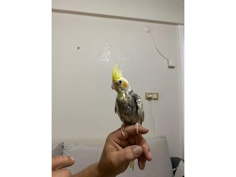4 aylık sultan papağanı