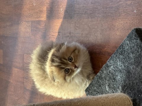 2 scottish fold longhair disi ve 1 erkek shorthair yavrular