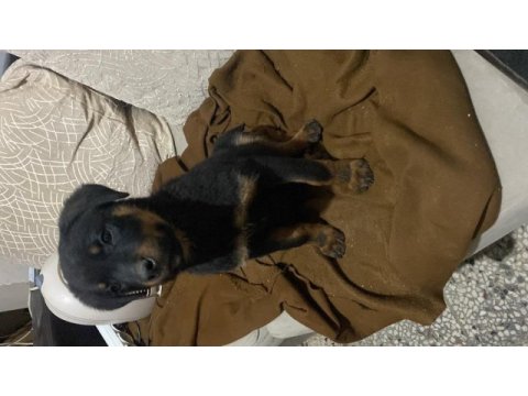 Yavru rottweiler temiz bakımları çip takılı