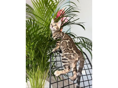 Bengal erkek 3 aylık