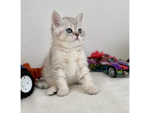 British shorthair bebek kediler
