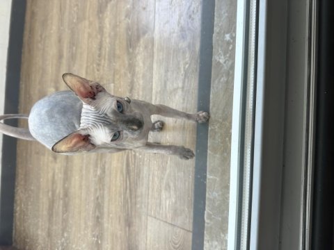 6 aylık dişi kanada sfenks (sphynx)