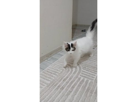 Dişi maine coon 3 ayını yeni doldurdu