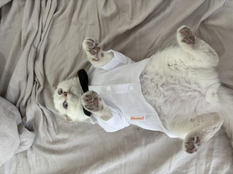 Tatlı scottish fold oğlumuz rio