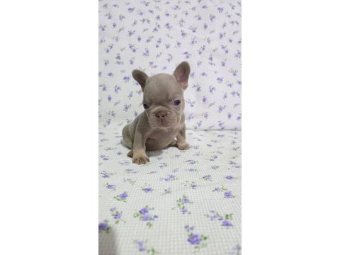 New shade ısabella tan french bulldog