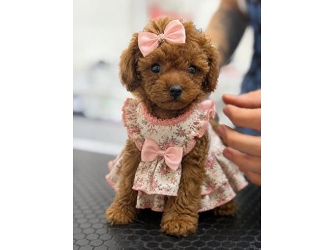 Premıum korea teacup toy poodle yavrularımız