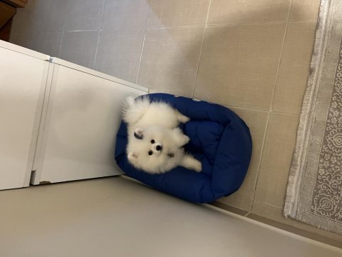 Teo isimli pomeranian yeni aile arıyor
