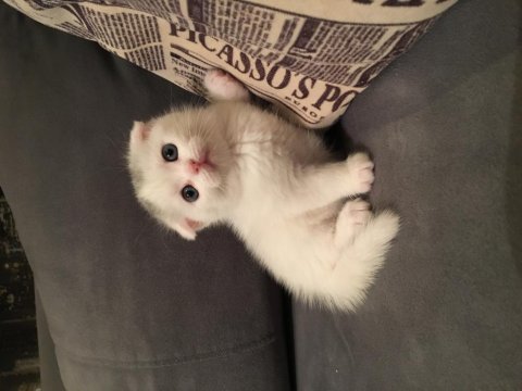 Anne altından scottish fold