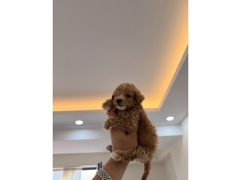 Wc pet eğitimli kore teacup poodle yavrumuz