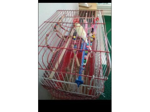 1.5 yaşında erkek muhabbet kuşu