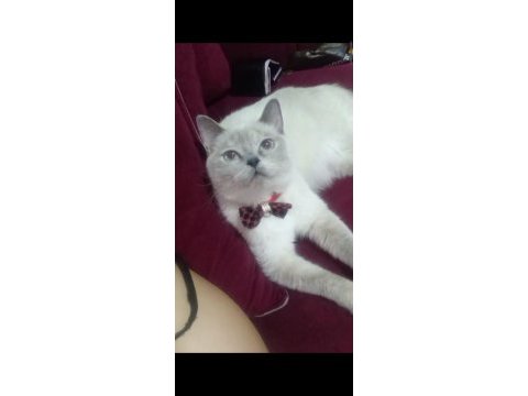 British white british blue point tüm malzemeleri beraber