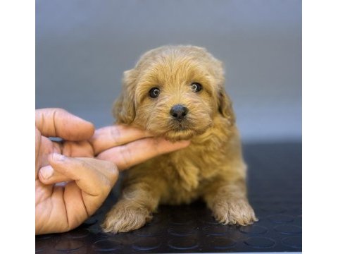 Red üst düzey maltipoo bebeklerimiz