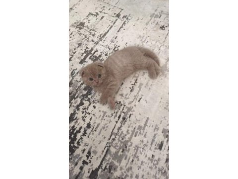 2 aylık dişi ve erkek scottish fold yavrularım