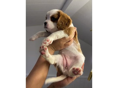 Evde en bakılabilecek ırk cavalier king charles