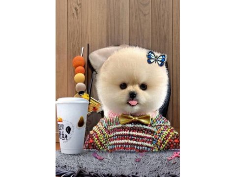 Beyaz renk ayı surat pomeranian boo 2 aylık dişi yavru