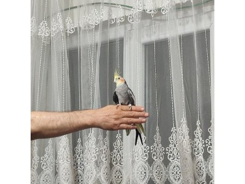 Sultan papağanı 4-5 aylık konuşuyor evcildir