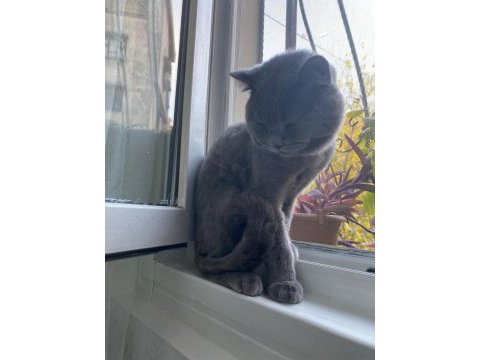 Erkek british shorthair 9 aylık