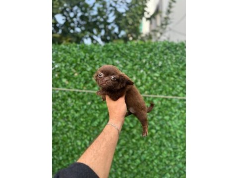 Teacup elma kafa tuvalet eğitimli 3 aylık 5 yavru şivava