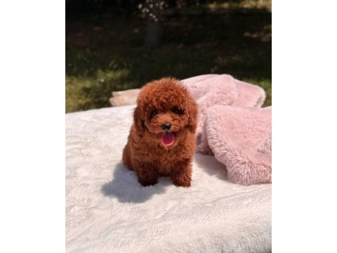 Sağlık ve ırk garantili poodle