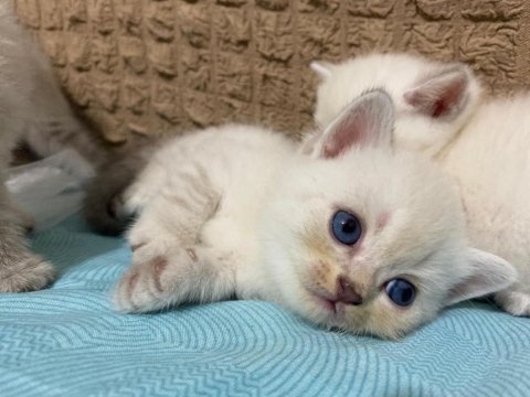 Güzel kızımız yuva arıyor scottish fold