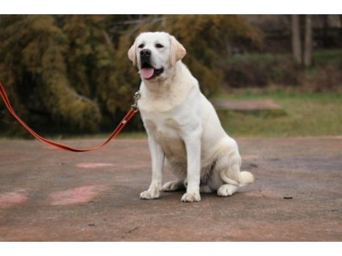 Safkan secereli labrador yavruları